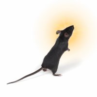 standingmouse2.jpg