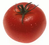 tomato.jpg